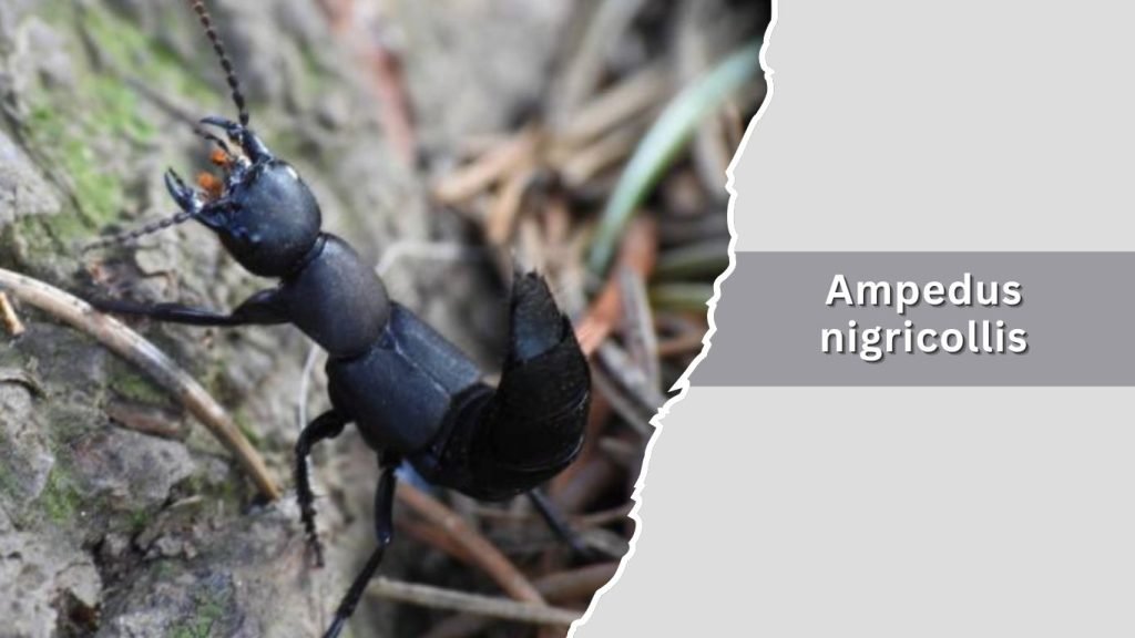  Ampedus nigricollis