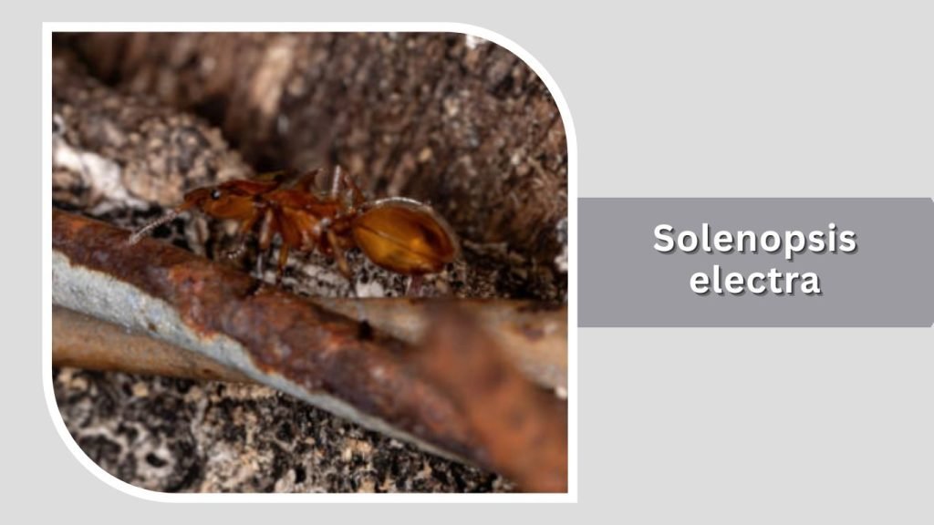 Solenopsis electra
