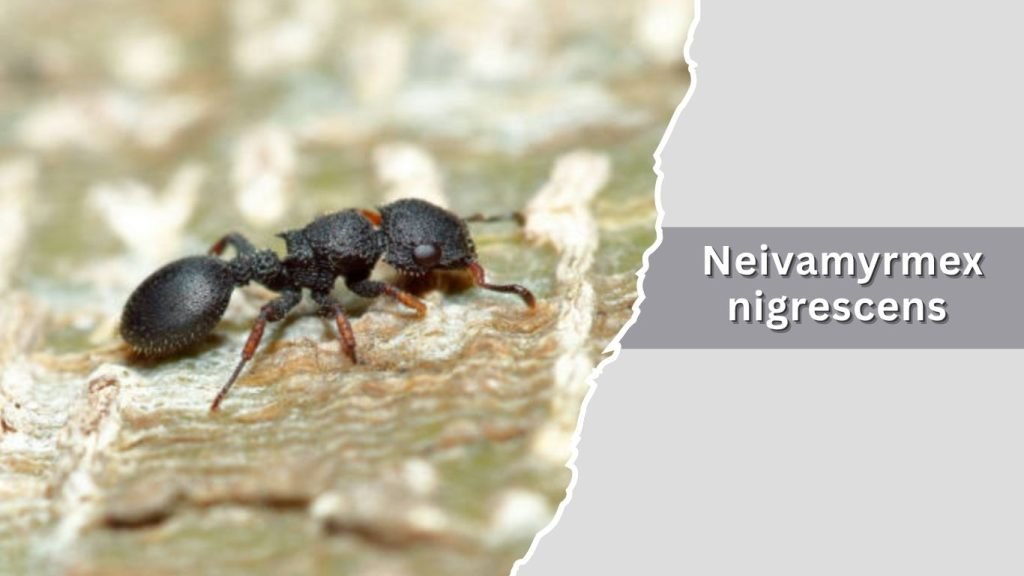 Neivamyrmex nigrescens