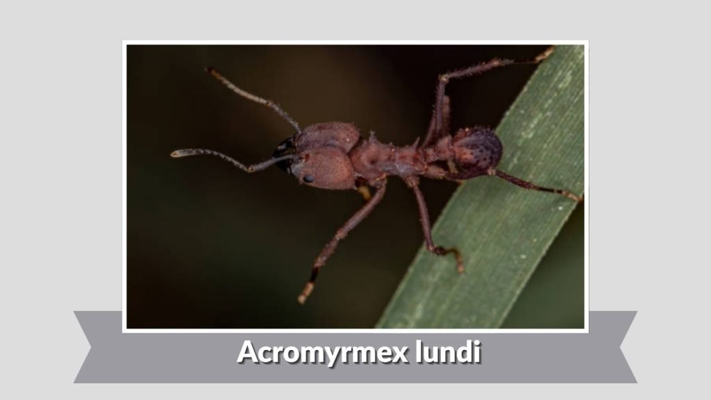  Acromyrmex lundi