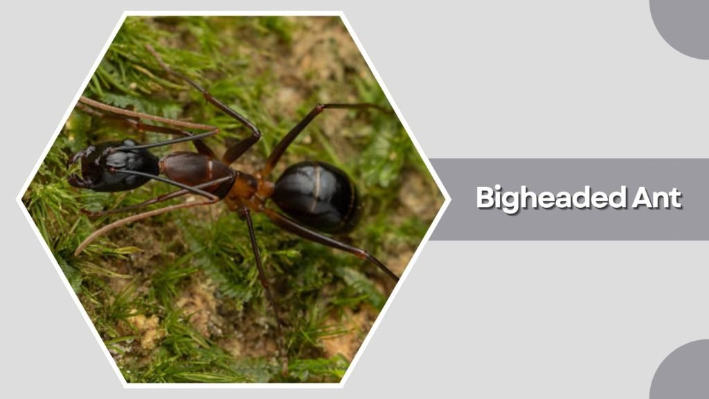 Bigheaded Ant