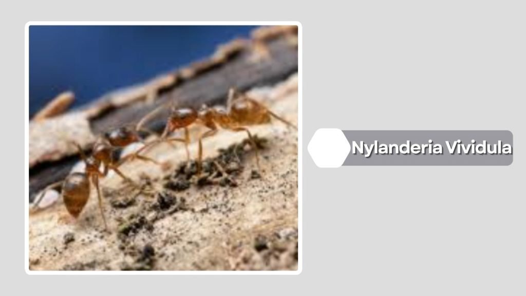  Nylanderia Vividula