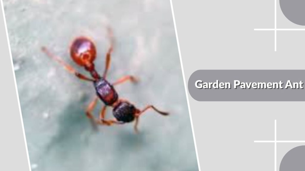 Garden Pavement Ant
