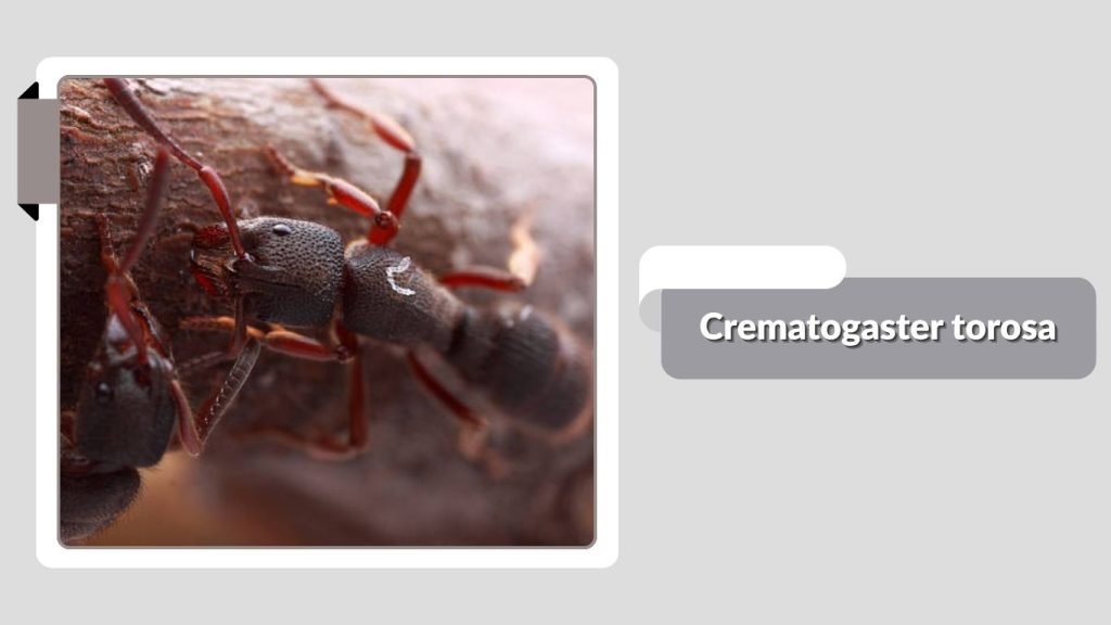 Crematogaster torosa