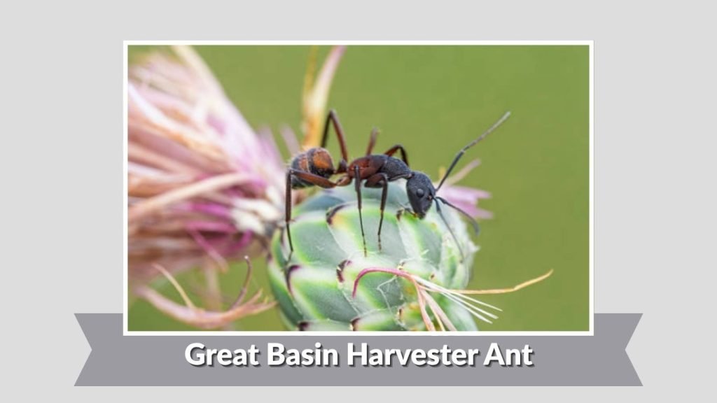  Great Basin Harvester Ant