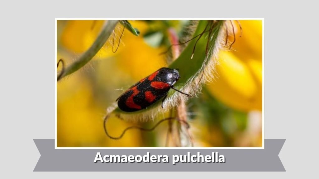 Acmaeodera pulchella