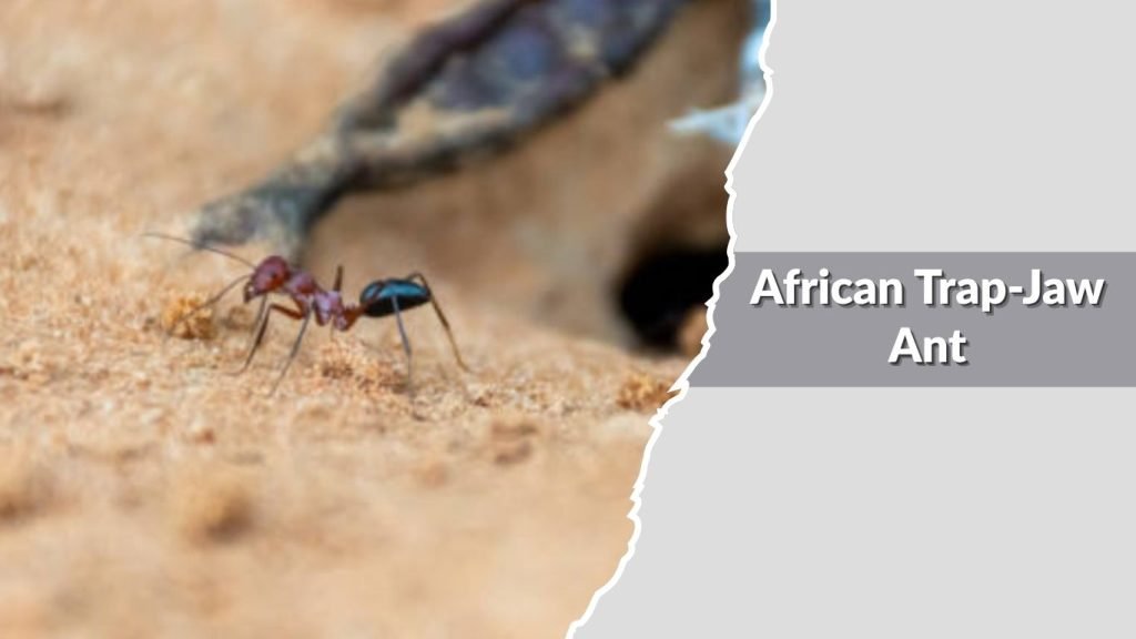 African Trap-Jaw Ant