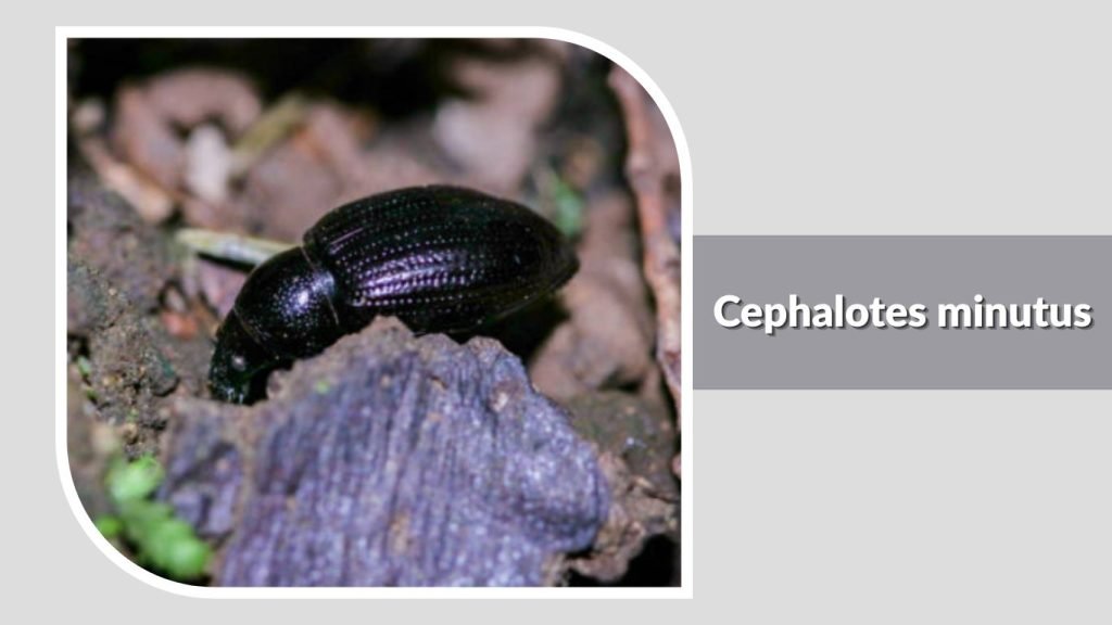 Cephalotes minutus
