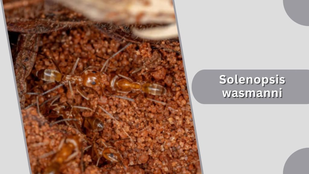  Solenopsis wasmanni