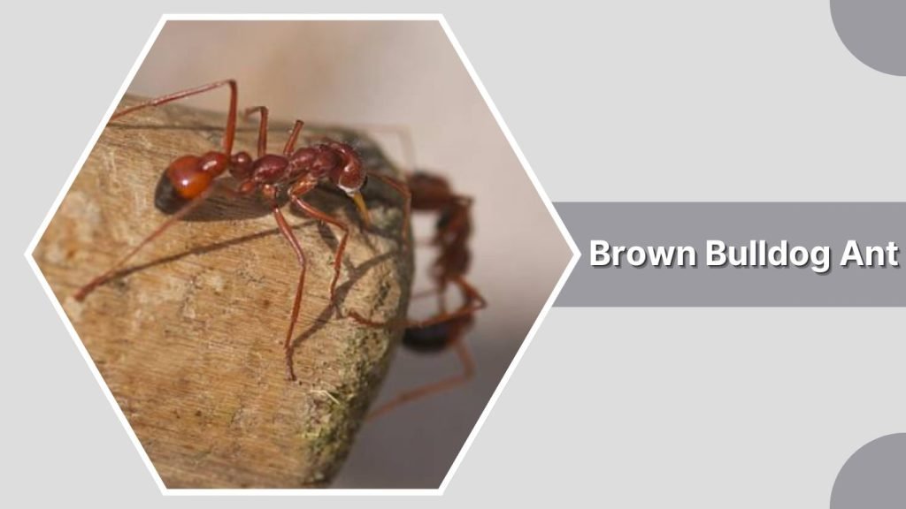 Brown Bulldog Ant