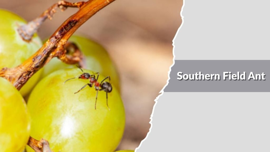 Southern Field Ant