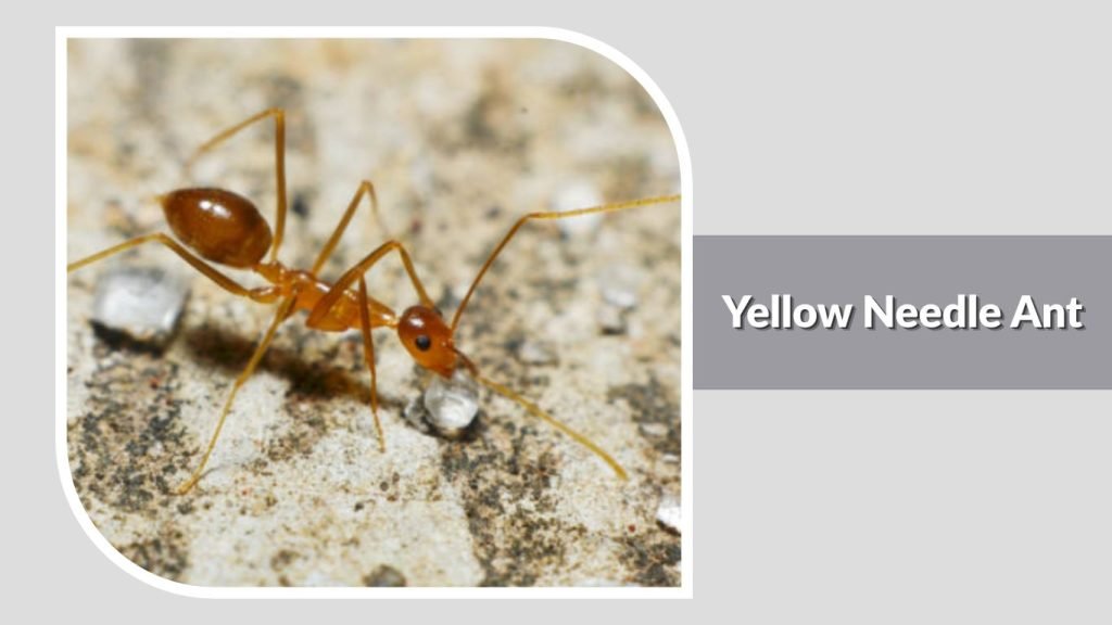  Yellow Needle Ant