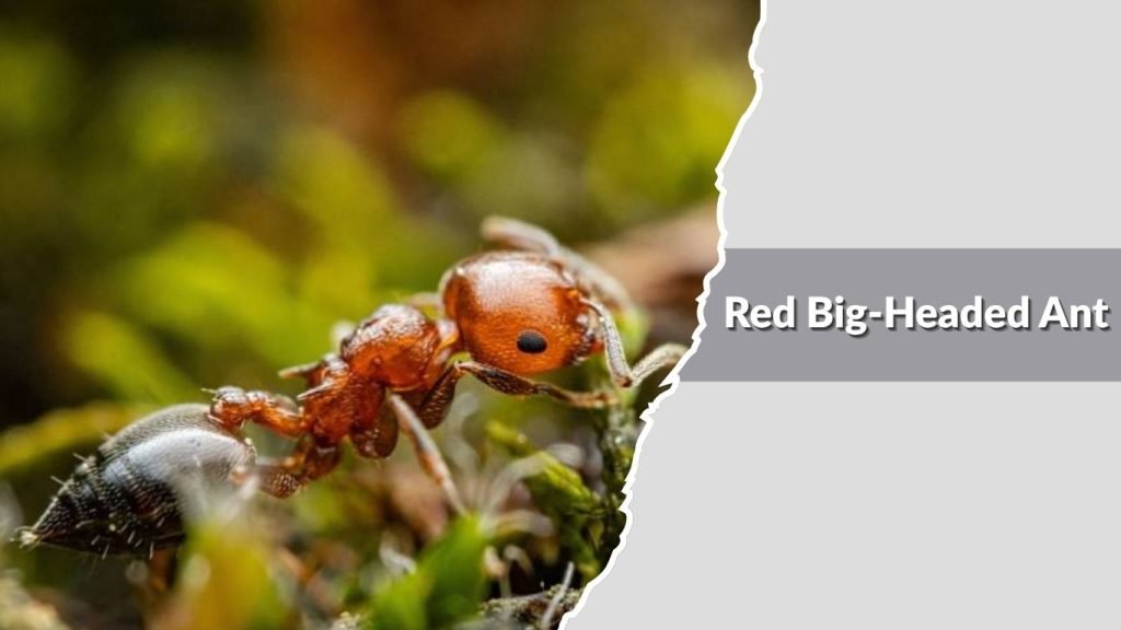 Red Big-Headed Ant