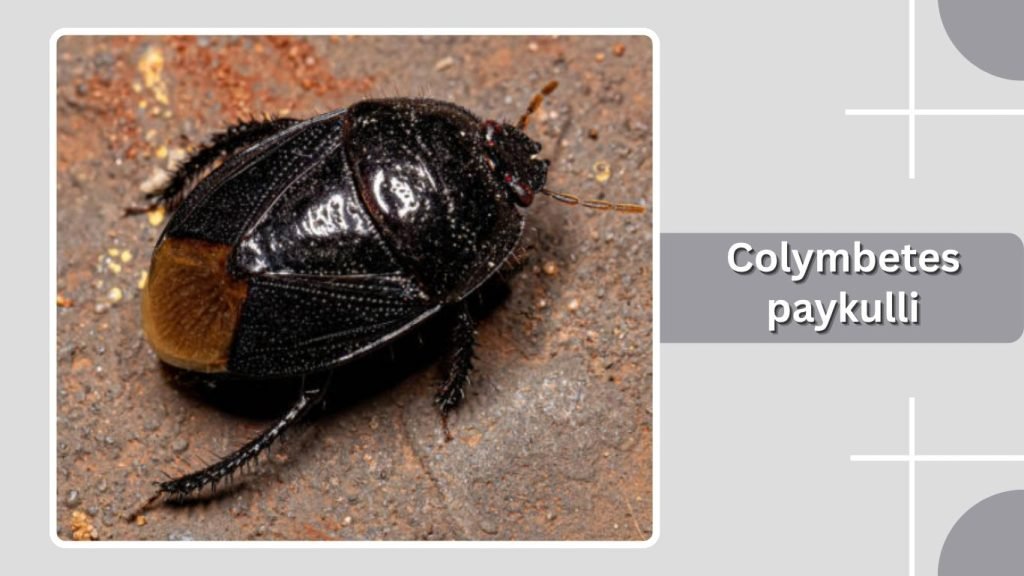Colymbetes paykulli