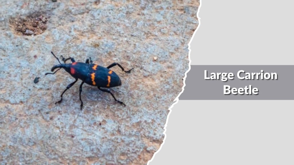  Large Carrion Beetle