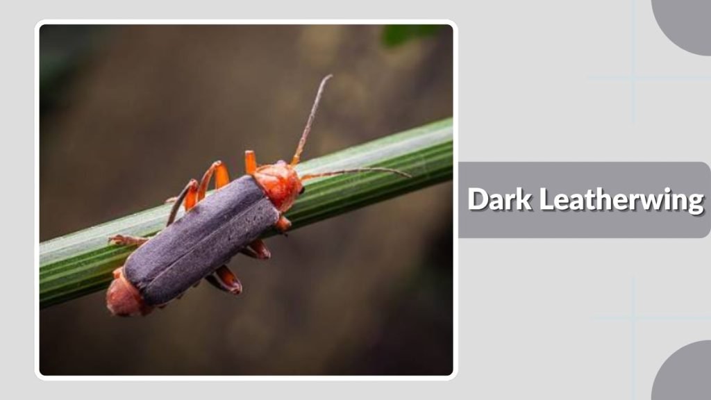 Dark Leatherwing