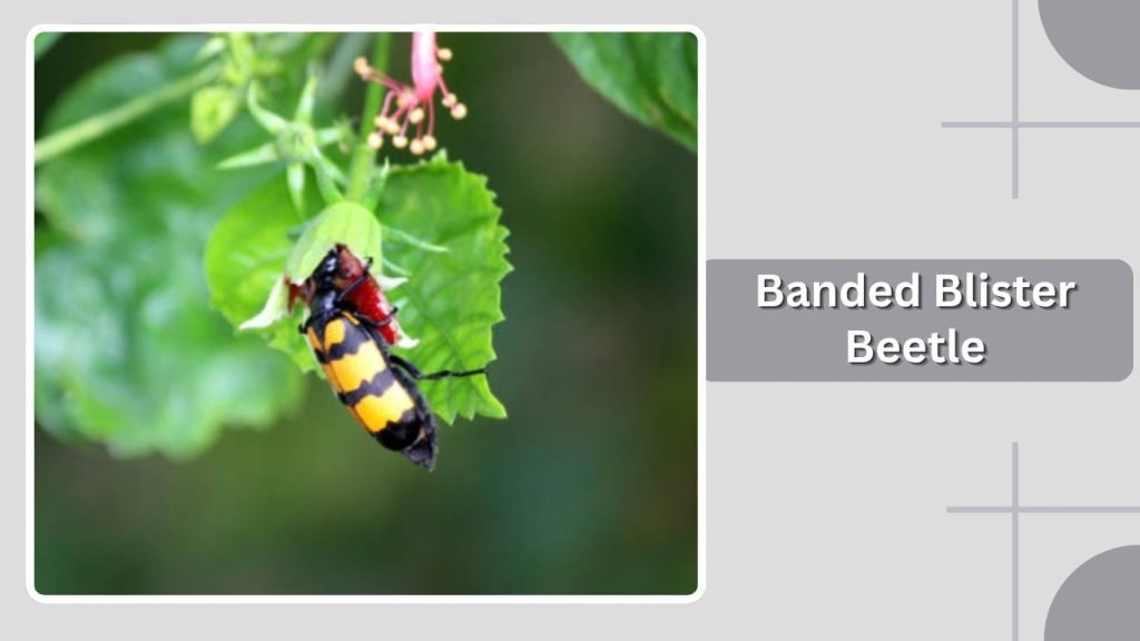 Banded Blister Beetle