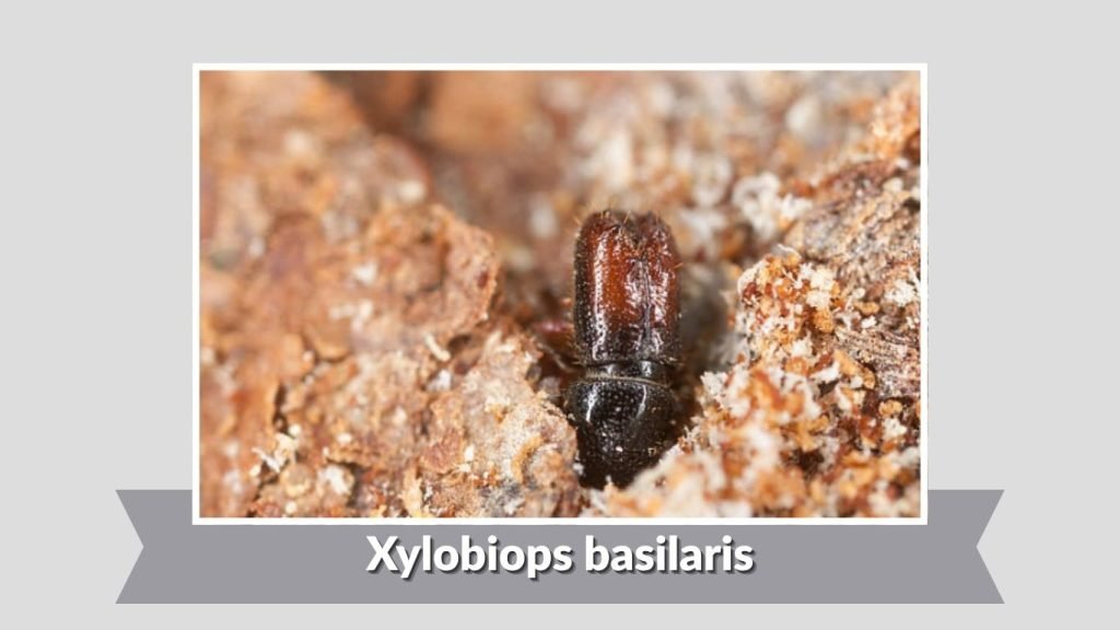 Xylobiops basilaris