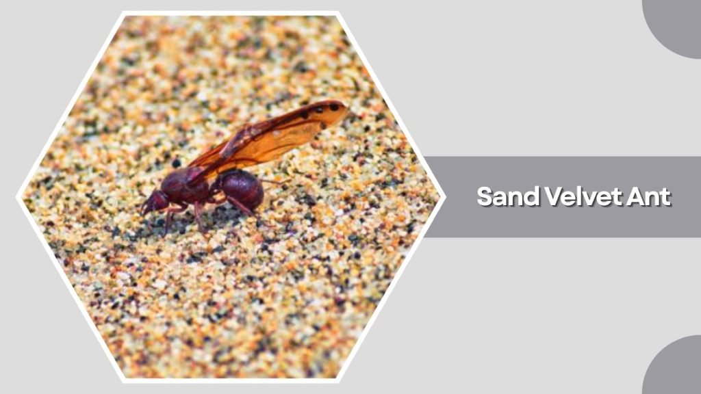  Sand Velvet Ant