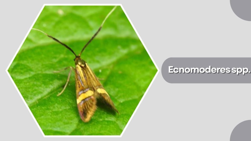 Ecnomoderes spp.