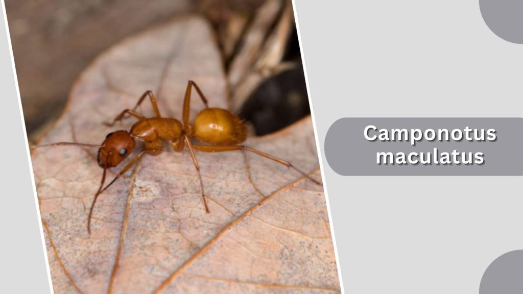 Camponotus maculatus