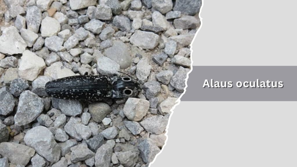  Alaus oculatus