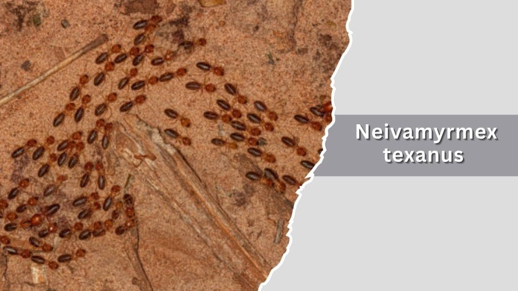 Neivamyrmex texanus