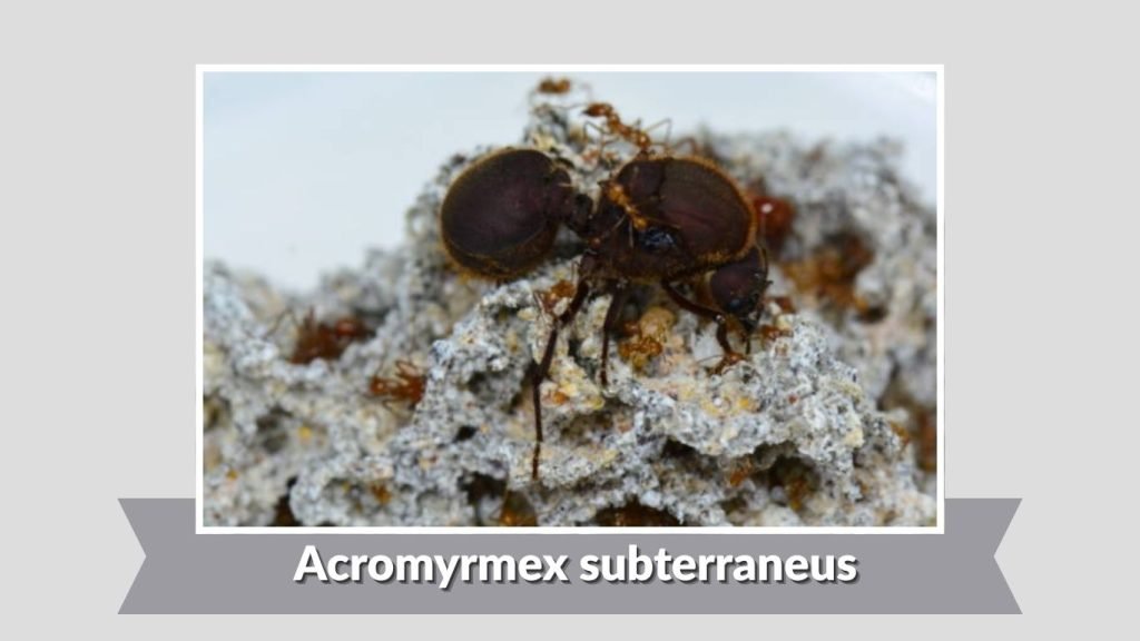 Acromyrmex subterraneus
