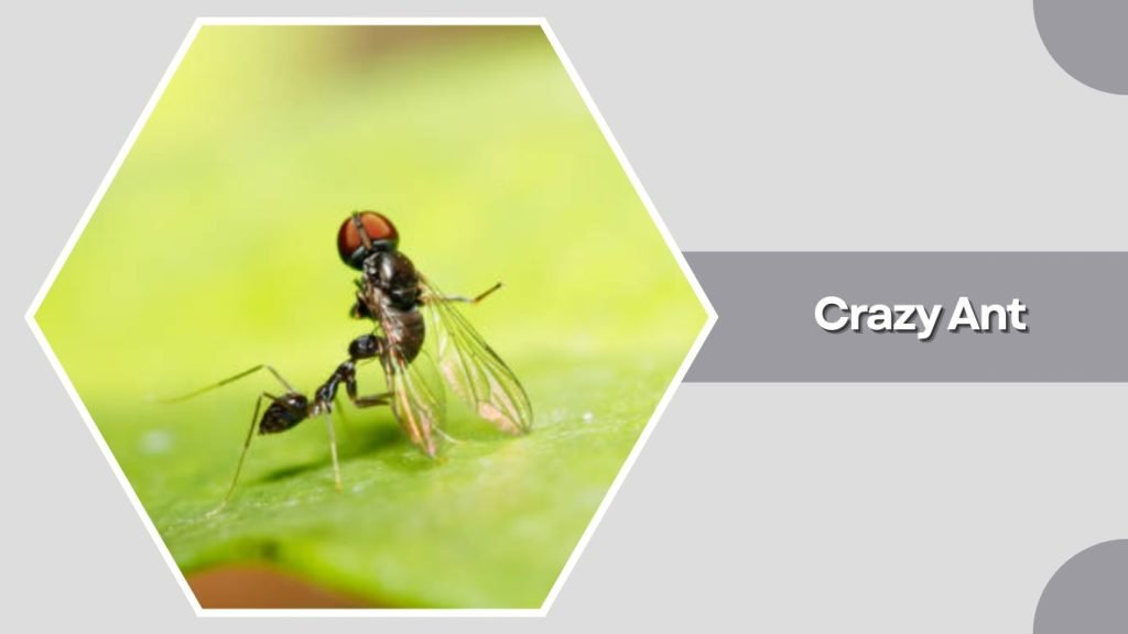 Crazy Ant