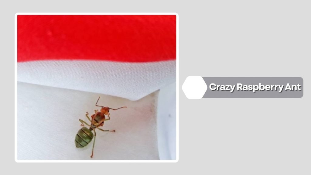 Crazy Raspberry Ant