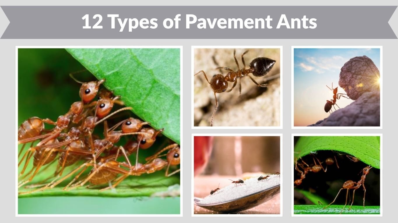 12 Types of Pavement Ants: Identification with Pictures