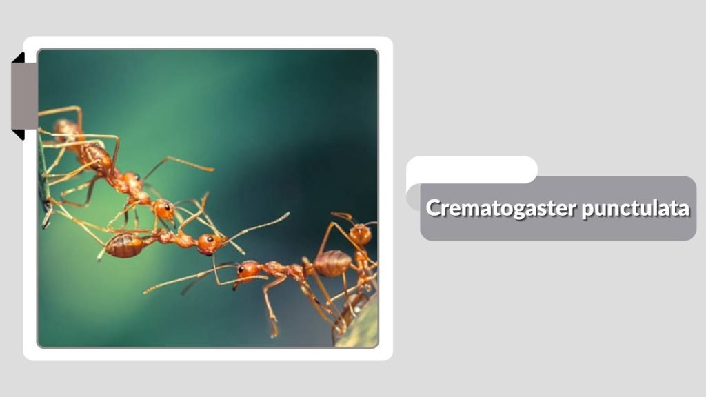  Crematogaster punctulata