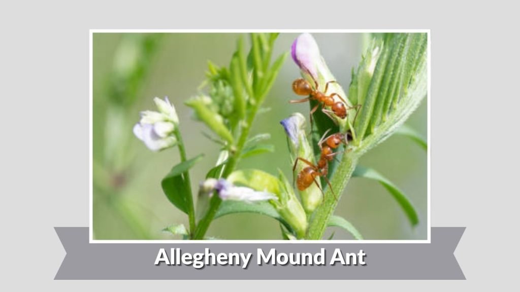 Allegheny Mound Ant