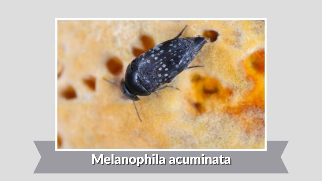  Melanophila acuminata