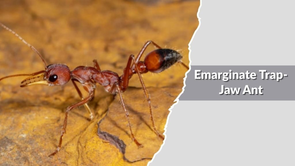  Emarginate Trap-Jaw Ant