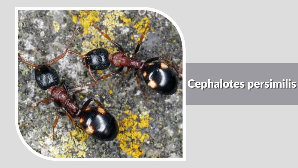 Cephalotes persimilis