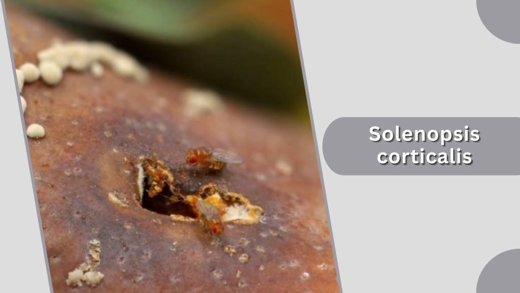  Solenopsis corticalis