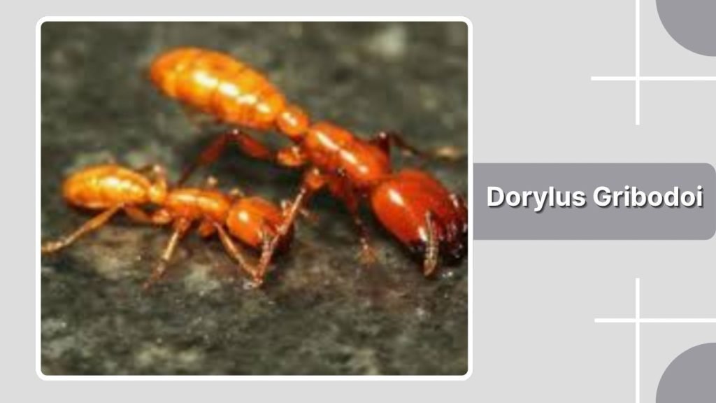 Dorylus Gribodoi