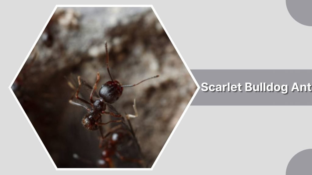 Scarlet Bulldog Ant