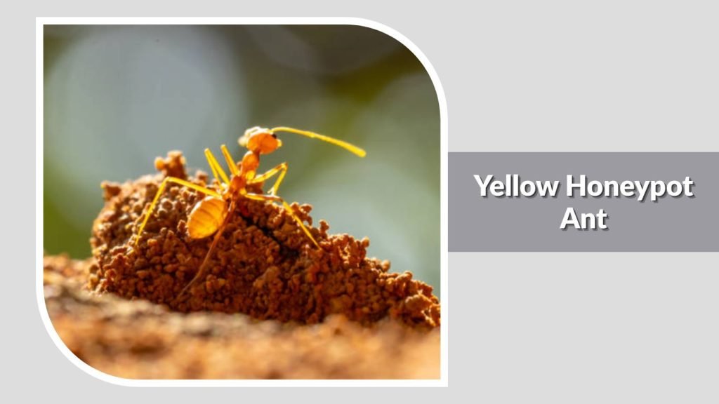 Yellow Honeypot Ant