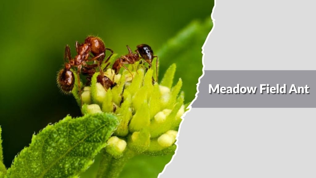  Meadow Field Ant