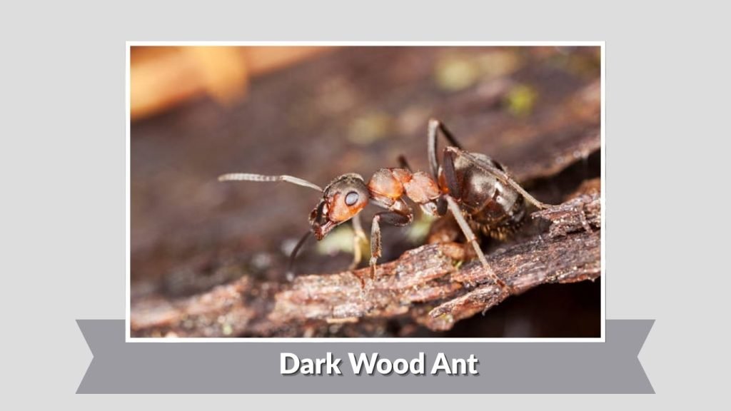 Dark Wood Ant