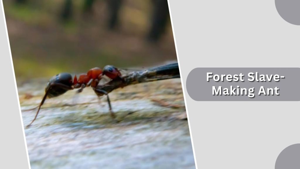 Forest Slave-Making Ant