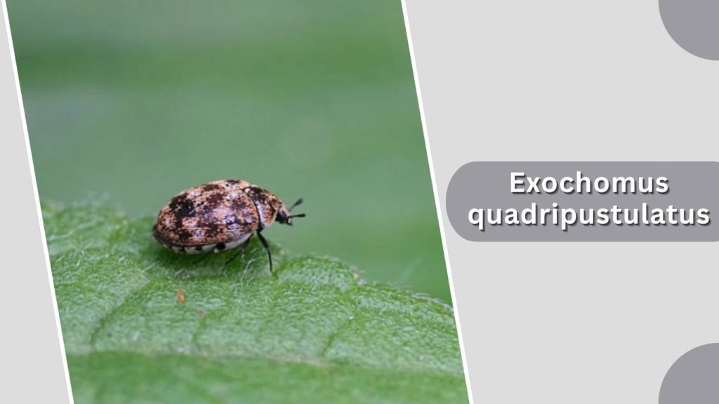 Exochomus quadripustulatus