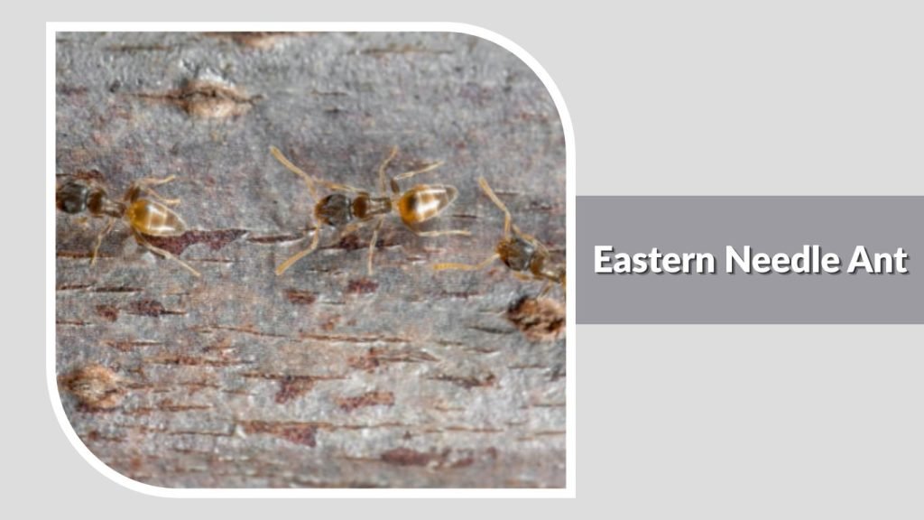 Eastern Needle Ant