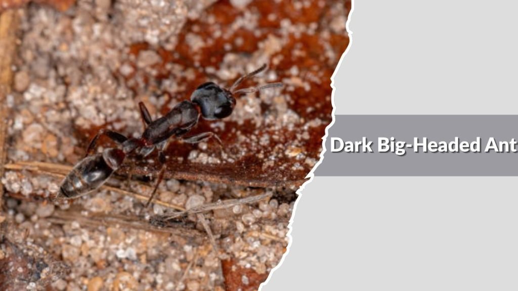 Dark Big-Headed Ant
