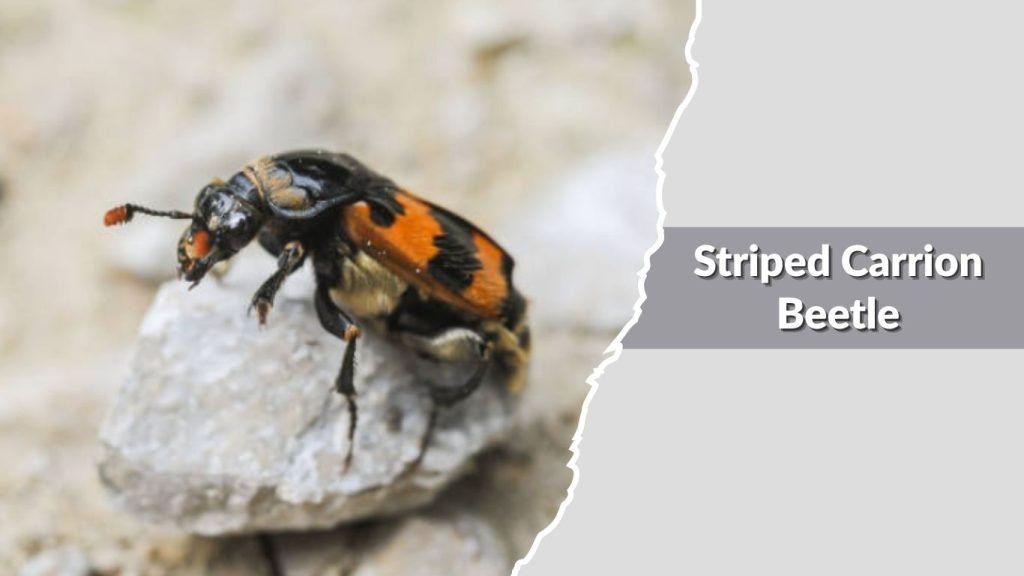 Striped Carrion Beetle