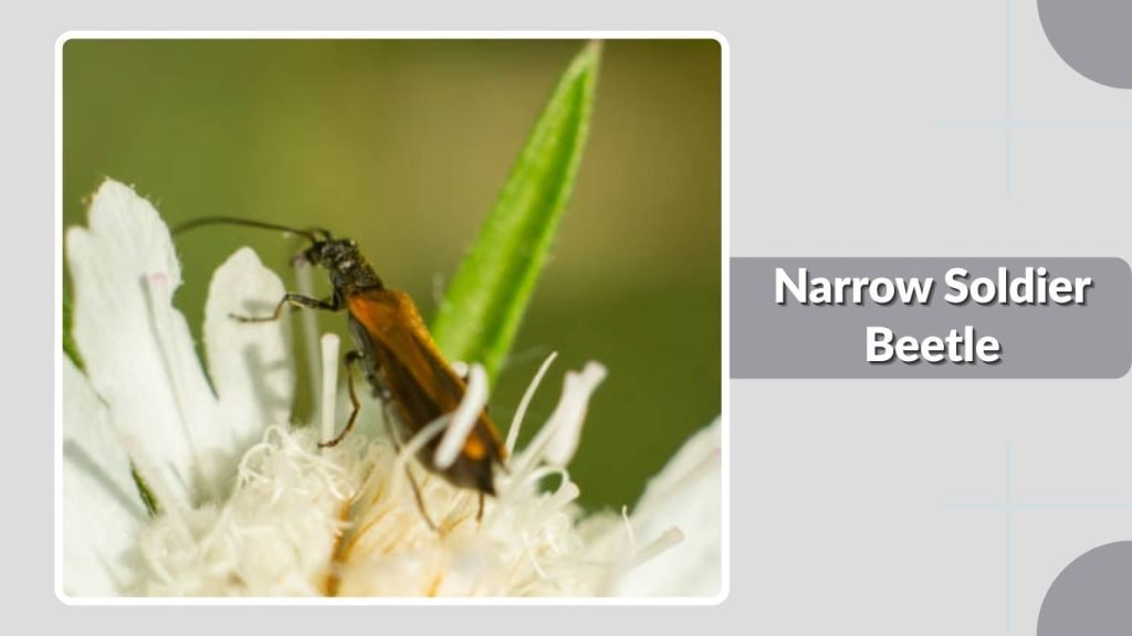  Narrow Soldier Beetle