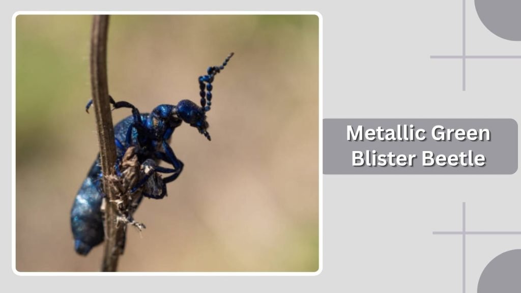 Metallic Green Blister Beetle