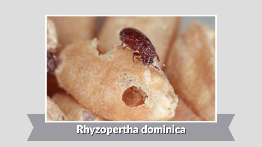 Rhyzopertha dominica